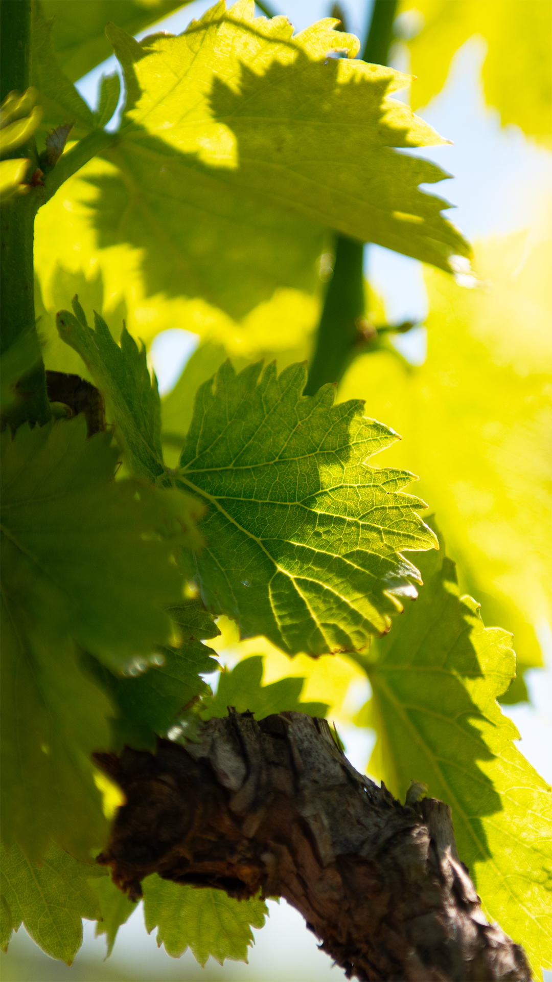 Beau Domaine by Brad Pitt & Famille Perrin