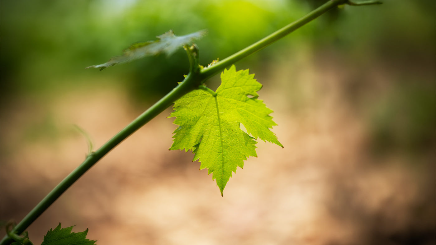 Beau Domaine by Brad Pitt & Famille Perrin