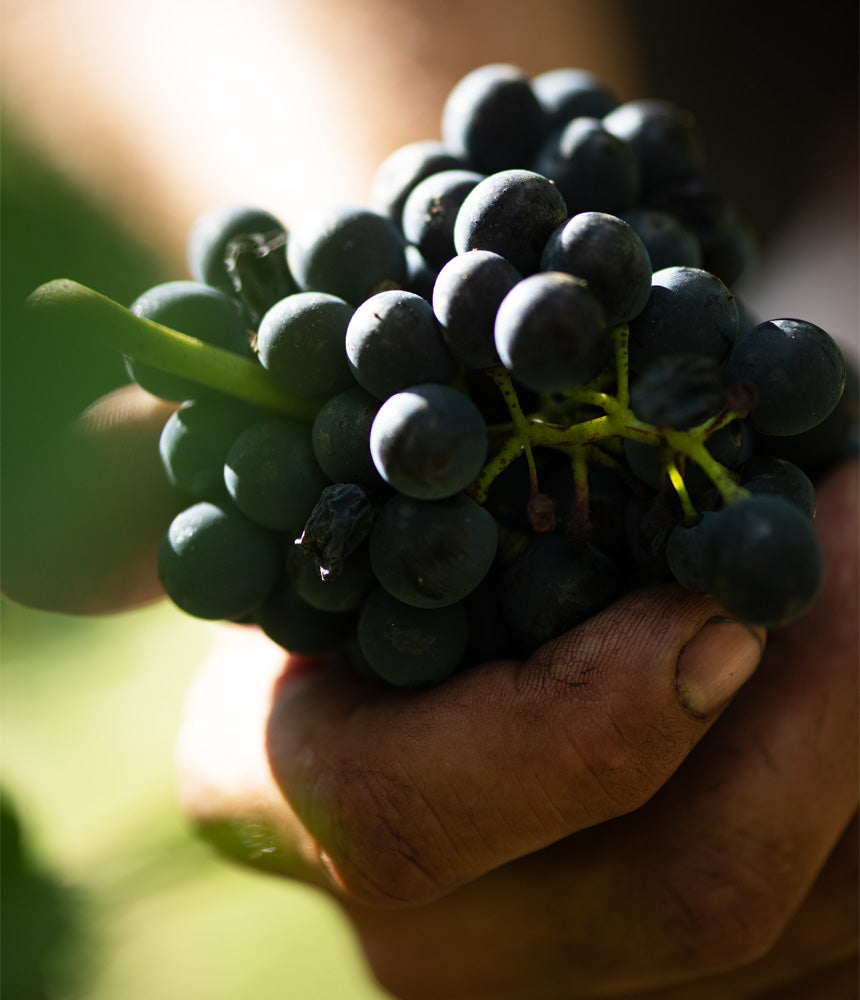 Beau Domaine by Brad Pitt & Famille Perrin